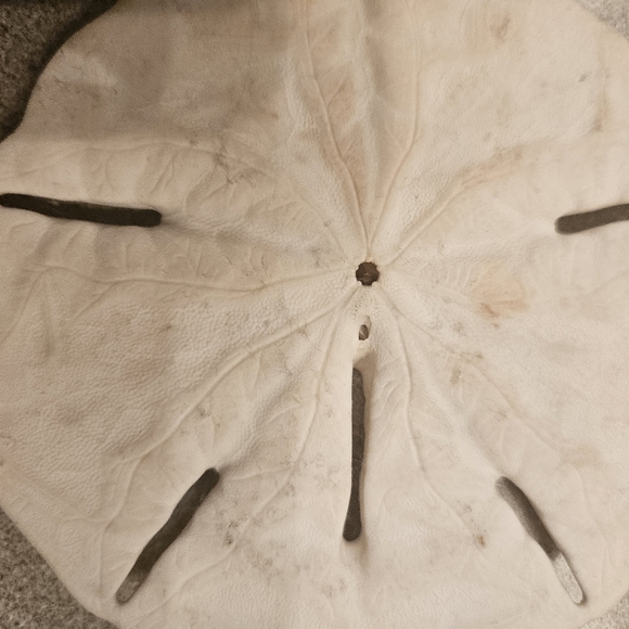 Natural Sand Dollar Decor - Picture 2 of 4